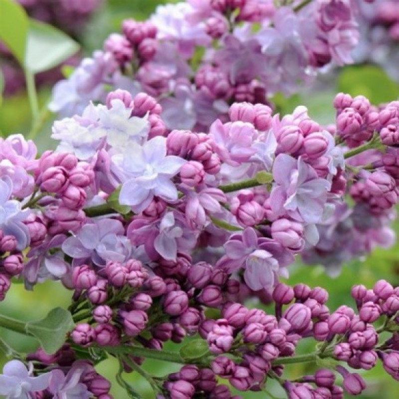 Сирень обыкновенная Maurice de Vimorin Актуальная высота : 20-25 см Объем : 3 л