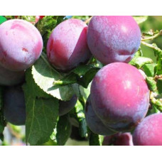 Слива Йо-йо<br />
Возраст растения : 2 года<br />
Объем : открытый корень