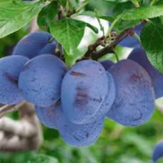 Слива Конквест<br />
Возраст растения : 2 года<br />
Объем : открытый корень