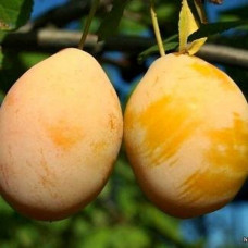 Слива Любимица Млиева<br />
Возраст растения : 2 года<br />
Объем : открытый корень