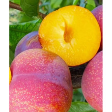 Слива Пинк Сатурн<br />
Возраст растения : 2 года<br />
Объем : открытый корень