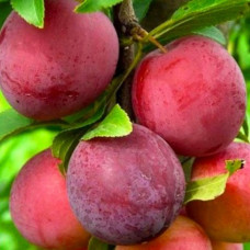 Слива Ред Хард<br />
Возраст растения : 2 года<br />
Объем : открытый корень