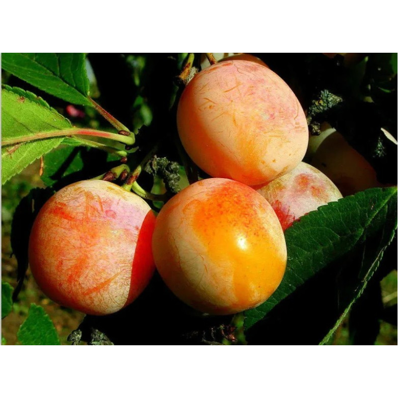 Слива Ренклод де Бове Возраст растения : 2 года Объем : 7,5 л