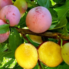 Слива Супериор<br />
Возраст растения : 2 года<br />
Объем : открытый корень