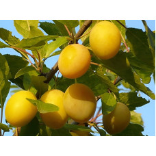 Слива Золотая Капля<br />
Возраст растения : 2 года<br />
Объем : открытый корень