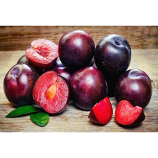 Слива Плумкот Кинг Конг<br />
Возраст растения : 2 года<br />
Объем : открытый корень