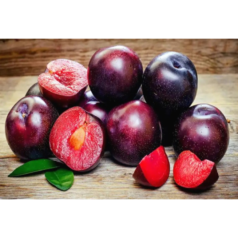 Слива Плумкот Кинг Конг Возраст растения : 2 года Объем : открытый корень