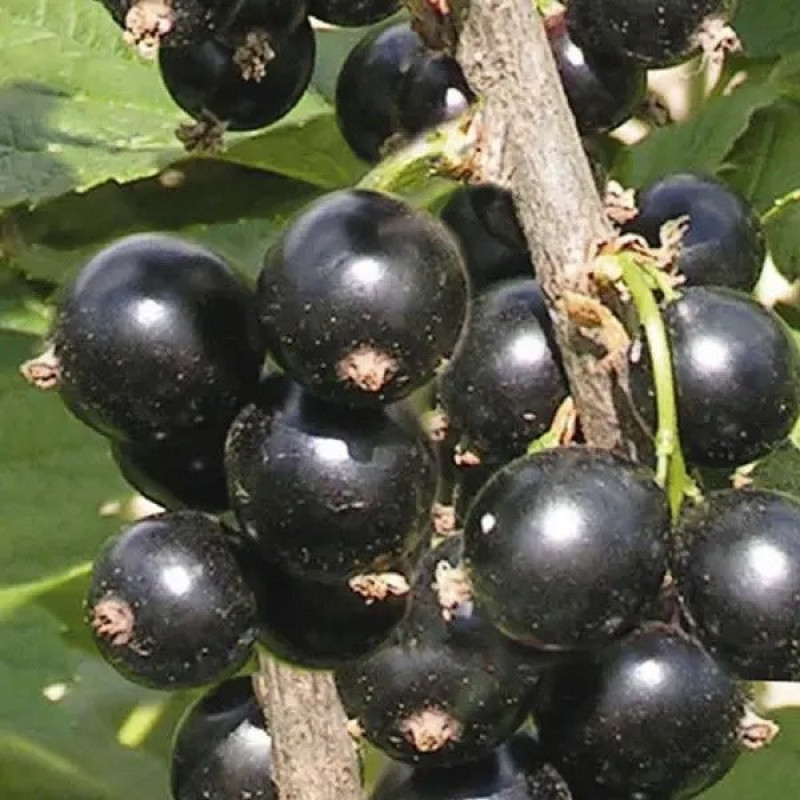 Смородина черная Фараон Возраст растения : 2 года Объем : открытый корень