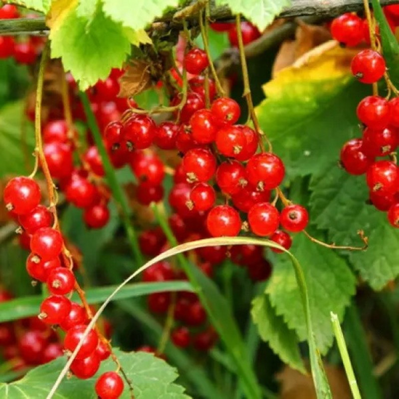 Смородина цветная Кияночка Возраст растения : 2 года Объем : открытый корень