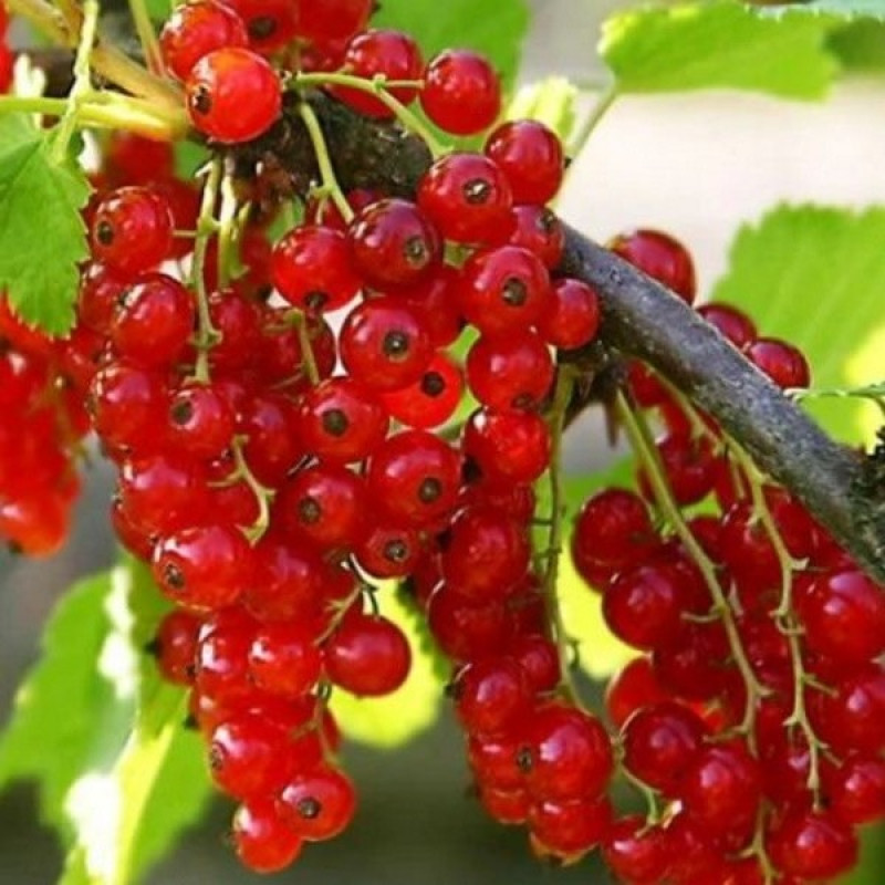 Смородина цветная Сахарная Возраст растения : 2 года Объем : открытый корень