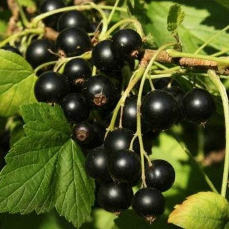 Смородина черная Бен Конан Возраст растения : 2 года Объем : открытый корень