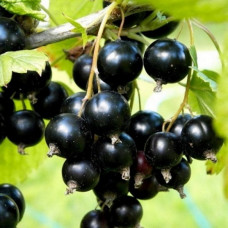Смородина чорна Скарб<br />
Вік рослини : 2 роки<br />
Об'єм : 3 л