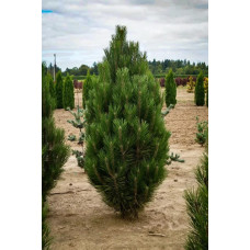 Сосна чорна Green Rocket<br />
Актуальна висота : 130-140 см<br />
Об'єм : 35 л