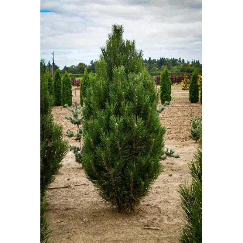 Сосна чорна Green Rocket Актуальна висота : 130-140 см Об'єм : 35 л