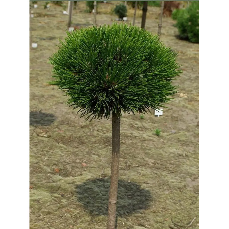 Сосна чорна Globosa (штамб) Актуальна висота : 90-100 см Об'єм : 15 л
