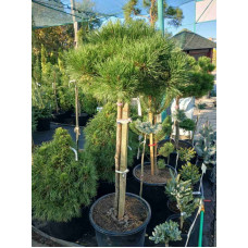 Сосна горная (штамб)<br />
Актуальный диаметр : 50-60 см<br />
Объем : 80 л