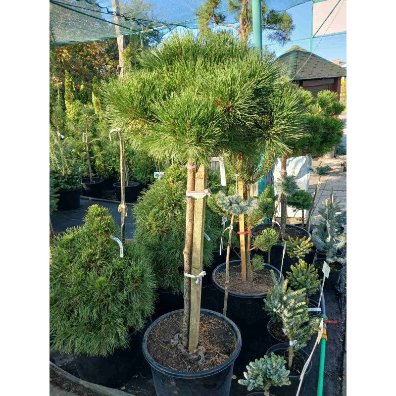 Сосна горная (штамб) Актуальный диаметр : 50-60 см Объем : 80 л