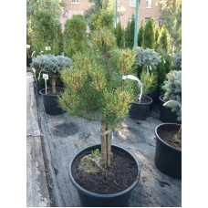 Сосна гірська Sunshine (штамб)<br />
Актуальна висота : 35-40 см<br />
Об'єм : 35 л