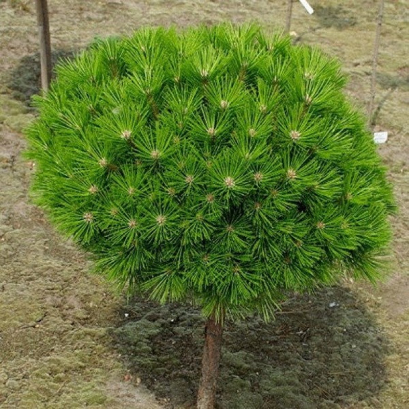 Сосна густоцветковая Low Glow (штамб) Актуальная высота : 70 см Объем : 5 л
