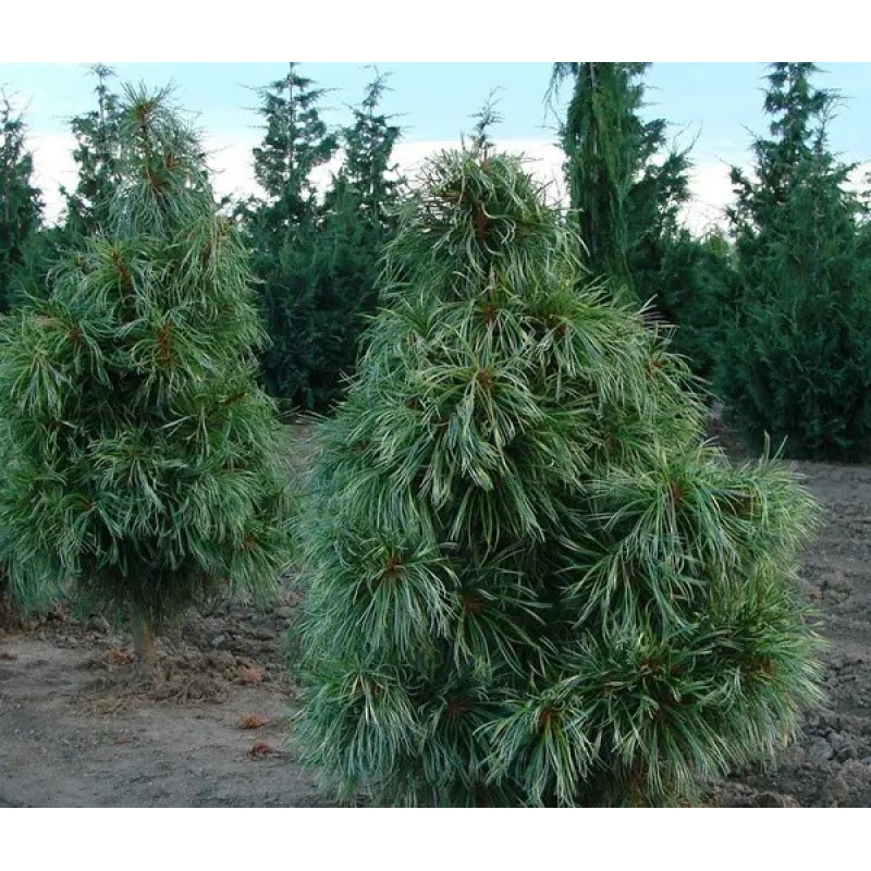Сосна кедровая корейская Актуальная высота : 10-15 см Объем : 3 л