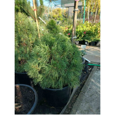 Сосна звичайна Globosa Viridis<br />
Актуальна висота : 70-80 см<br />
Об'єм : 35 л
