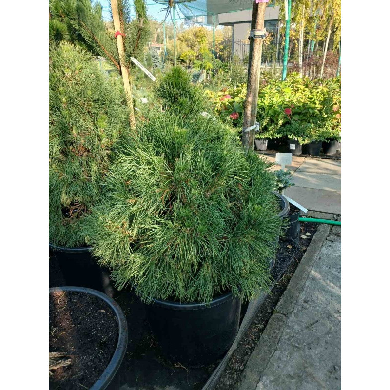 Сосна звичайна Globosa Viridis Актуальна висота : 70-80 см Об'єм : 35 л