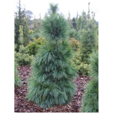 Сосна Шверіна Wiethorst<br />
Актуальна висота : 30-35 см<br />
Об'єм : 5 л