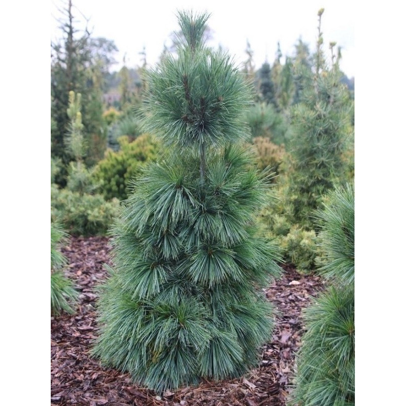 Сосна Шверіна Wiethorst Актуальна висота : 30-35 см Об'єм : 5 л