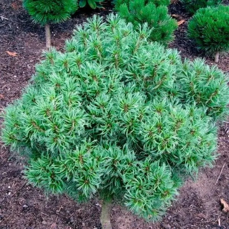 Сосна веймутовая Tiny Curls Актуальная высота : 35-40 см Объем : 5 л