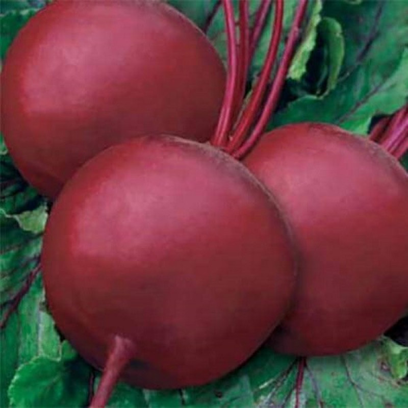 Буряк Бікорес F1 Вага : 200 шт