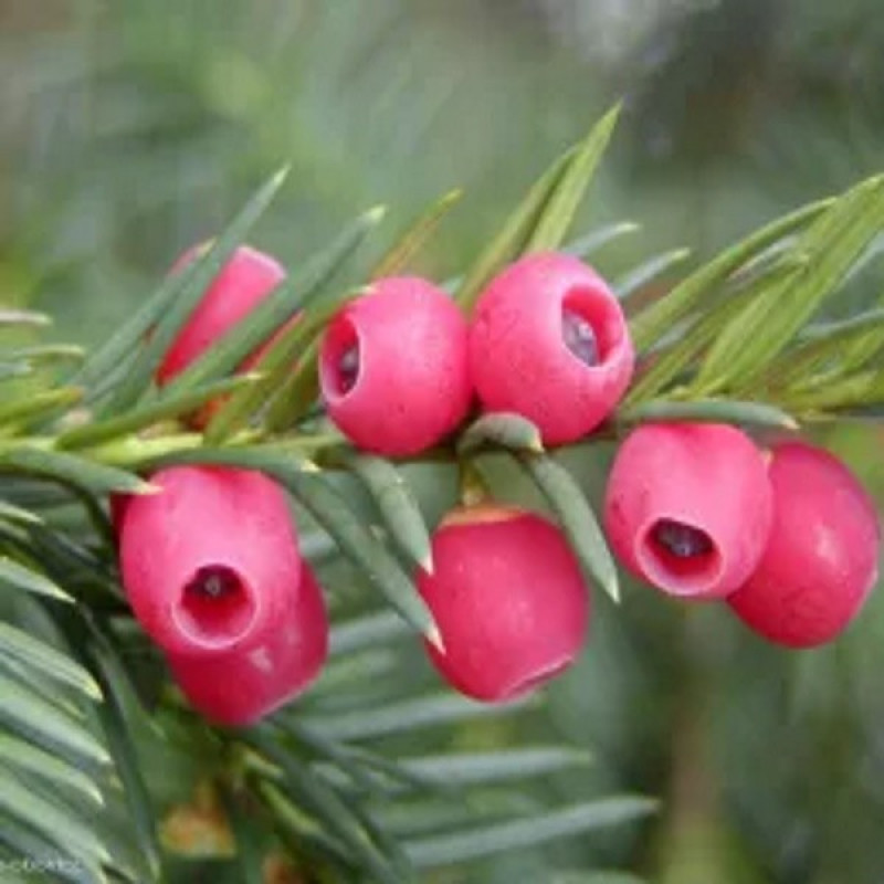 Тис ягідний Elegantissima Актуальна висота : 20-25 см Об'єм : 2 л