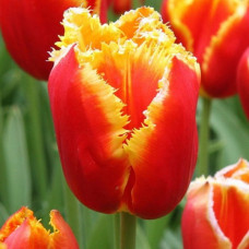 Тюльпан бахромчатый Davenport<br />
Размер луковицы : размер луковицы 11/12