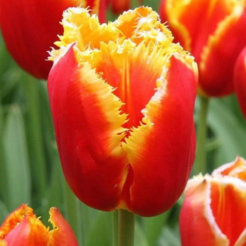 Тюльпан бахромчатый Davenport Размер луковицы : размер луковицы 11/12