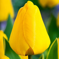 Тюльпан Дарвина Garant<br />
Размер луковицы : размер луковицы 11/12