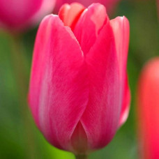 Тюльпан Дарвина Lady van Eijk<br />
Размер луковицы : размер луковицы 11/12