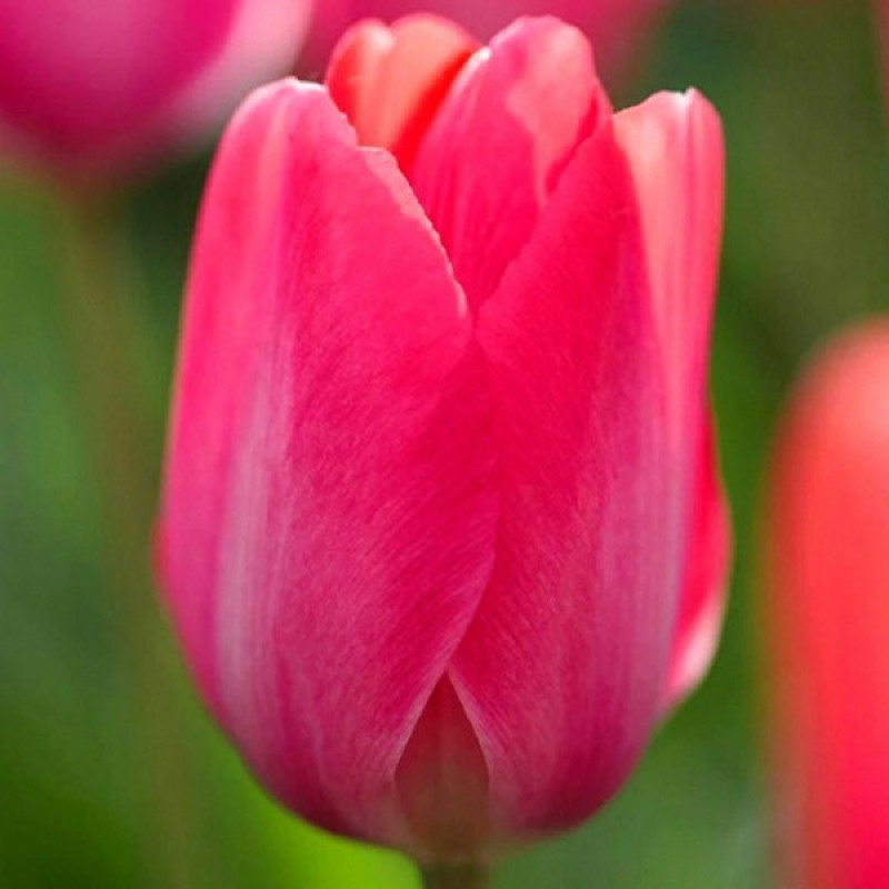 Тюльпан Дарвина Lady van Eijk Размер луковицы : размер луковицы 11/12