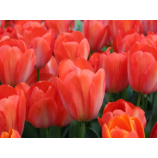 Тюльпан Дарвина Orange van Eijk<br />
Размер луковицы : размер луковицы 11/12