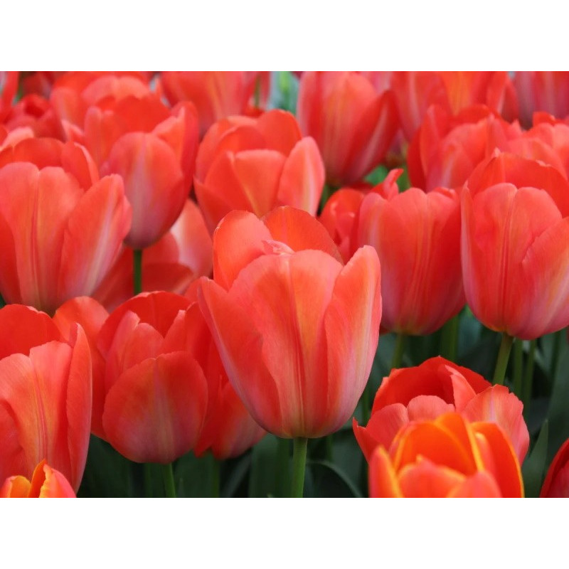 Тюльпан Дарвина Orange van Eijk Размер луковицы : размер луковицы 11/12