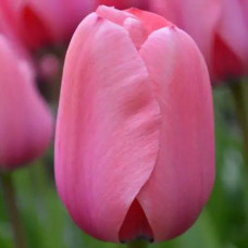 Тюльпан Дарвина Pink Impression<br />
Размер луковицы : размер луковицы 11/12