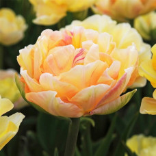 Тюльпан махровый Charming Lady<br />
Размер луковицы : размер луковицы 11/12