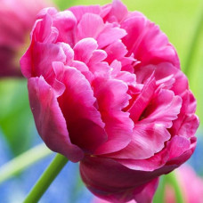 Тюльпан махровый Margarita<br />
Размер луковицы : размер луковицы 11/12