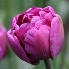 Тюльпан махровый Purple Sky<br />
Размер луковицы : размер луковицы 11/12