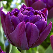 Тюльпан махровый Python<br />
Размер луковицы : размер луковицы 11/12
