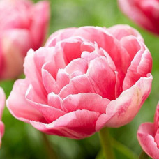 Тюльпан махровый Voguel<br />
Размер луковицы : размер луковицы 11/12