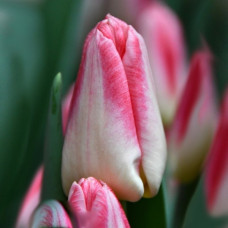 Тюльпан Триумф Pulitzer<br />
Размер луковицы : размер луковицы 12/14