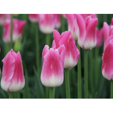 Тюльпан Триумф Royal Ten<br />
Размер луковицы : размер луковицы 12/14