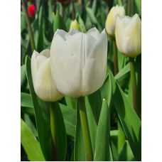 Тюльпан Триумф Royal Virgin<br />
Размер луковицы : размер луковицы 11/12