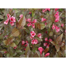 Вейгела цветущая Tango<br />
Актуальная высота : 20-25 см<br />
Объем : 2 л