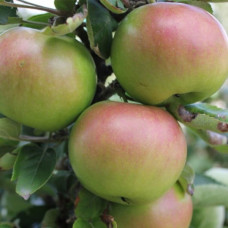 Яблоня колоновидная Трайдент<br />
Возраст растения : 1 год<br />
Объем : открытый корень