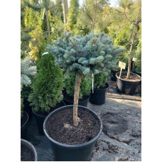 Ялина колюча Globosa (штамб)<br />
Актуальний діаметр : 40-45 см<br />
Об'єм : 35 л